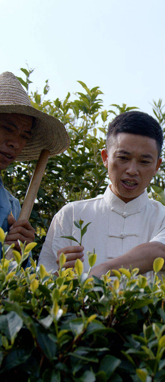 东坑种茶人茶叶合作社负责人张连辉