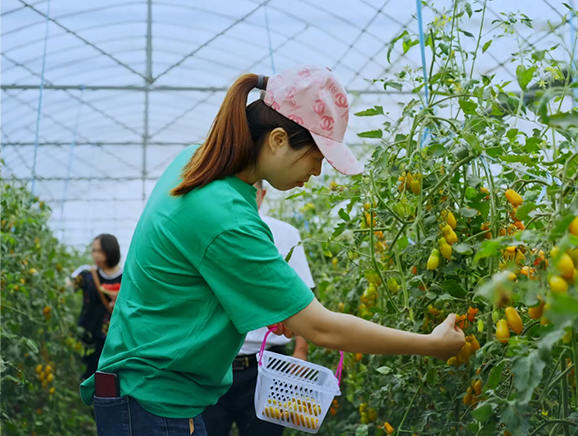 游客在蔬果大棚采摘圣女果