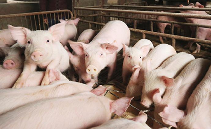农业农村部:落实养殖场贷款贴息政策,稳定生猪基础产能