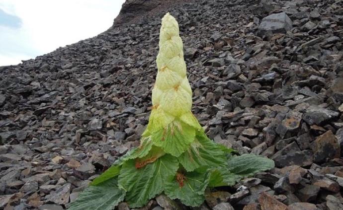 云南男子采摘珍稀植物,官方:非重点保护野生植物,口头