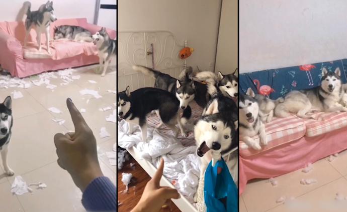 4只哈士奇组拆家部队主人换铁沙发