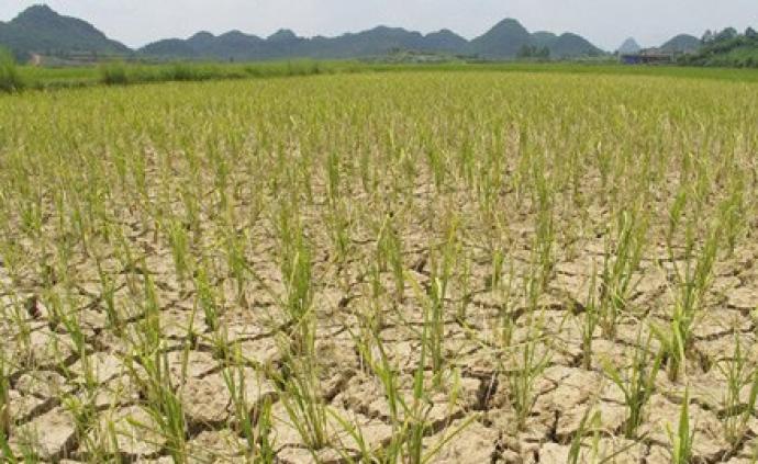 湖南部分农业大县旱情较突出,晚稻等农作物生产受到影响