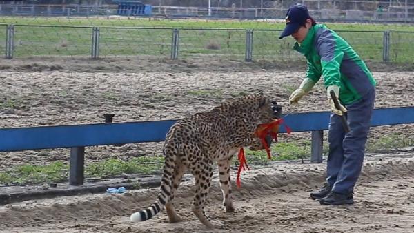 女驯兽师与她的猛兽朋友那次它从我身后扑上来