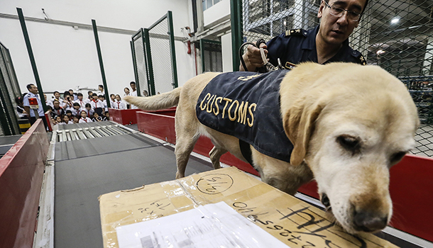 禁毒日,看海关缉毒犬如何查缉毒品_正在直播_澎湃新闻-the paper