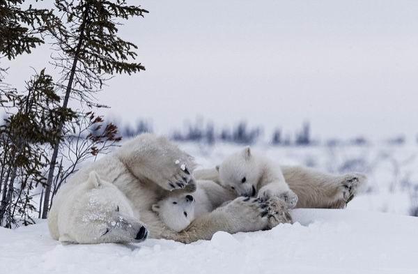 -55℃花费250个小时,摄影师拍摄北极熊母子的