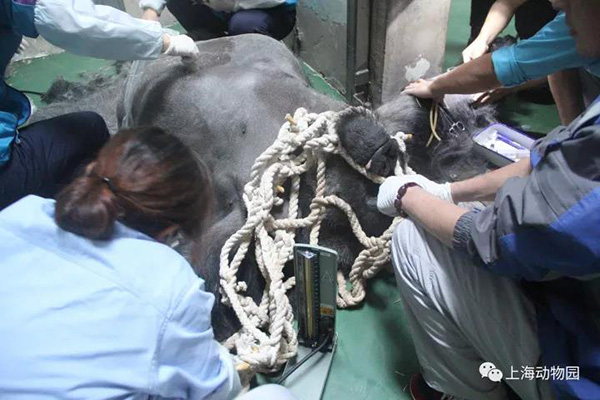 上海动物园第一只大猩猩博罗曼去世:来沪23载