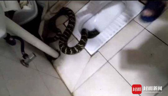 爸爸！厕所里有蛇！”