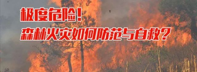 【提醒】森林火灾中的爆燃是什么?如何防范