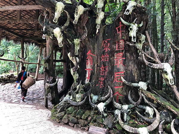 “中国最后一个原始部落”脱贫再进一步：百年古茶树的新前景