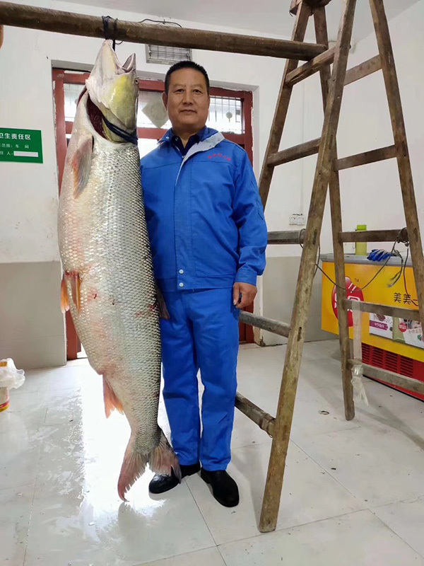 丹江口水库捕获104斤鱤鱼，渔业公司员工：30年第一次见