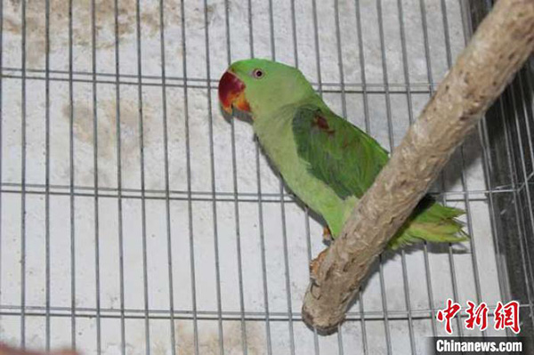 四川警方破获一起非法收购出售43只鹦鹉案，12人被起诉
