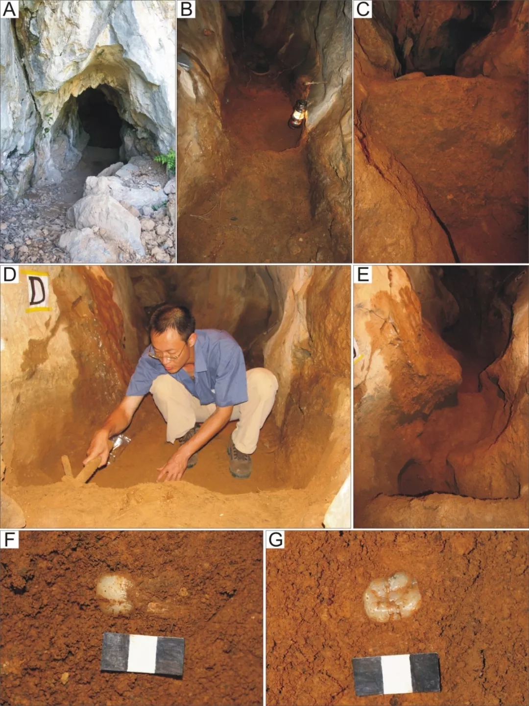 广西扶绥岩亮洞与巨猿伴生的鼠亚科及其动物群的层序对比