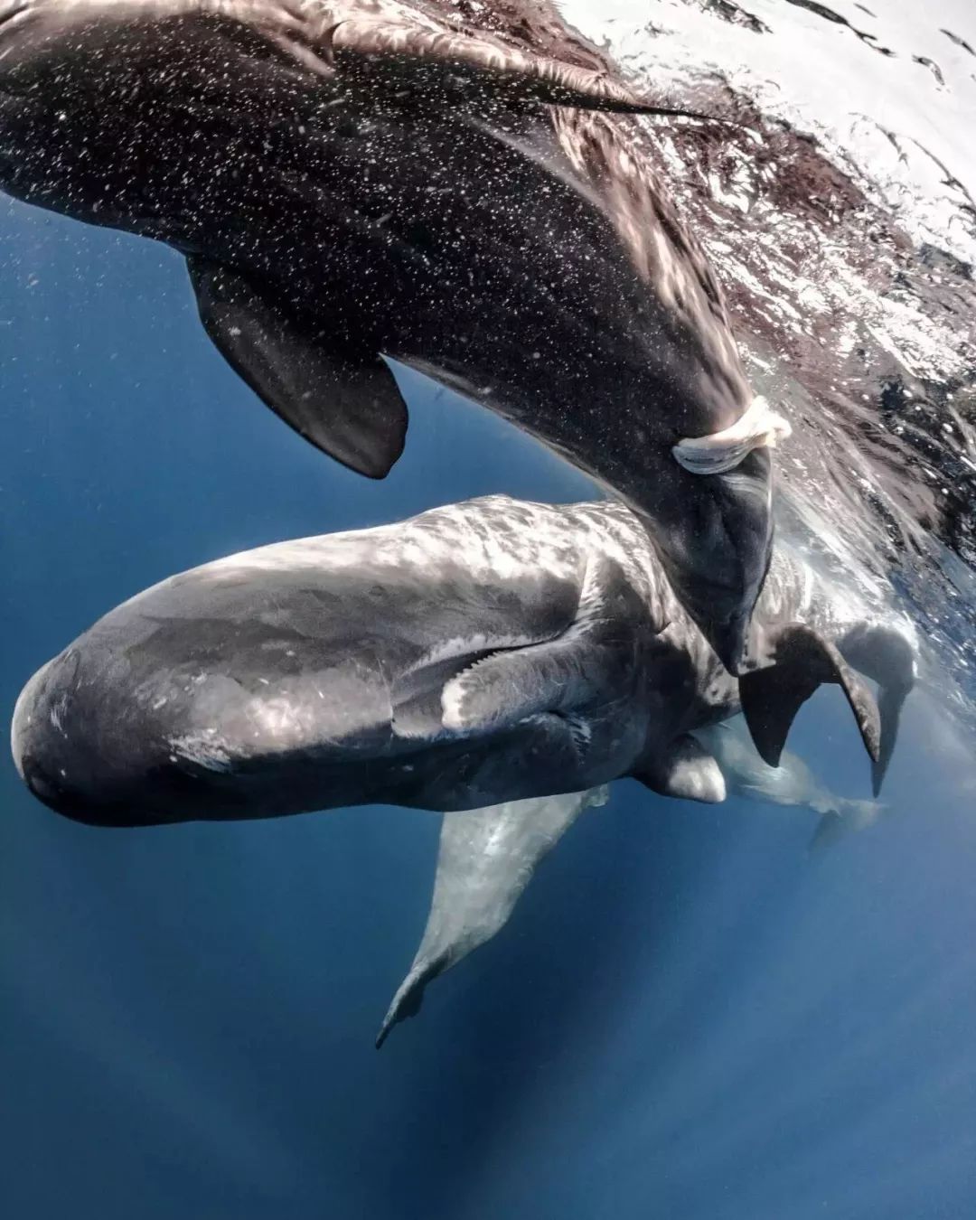 搁浅抹香鲸回归大海，专家解读施救过程中的经典操作_手机新浪网