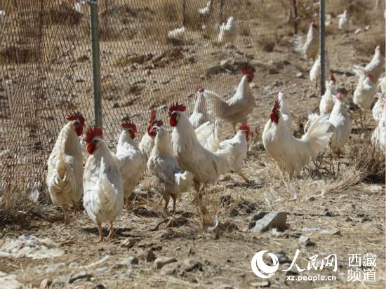 珠峰一见则喜谢雄藏鸡养殖基地的散养鸡。聂蓉蓉 摄