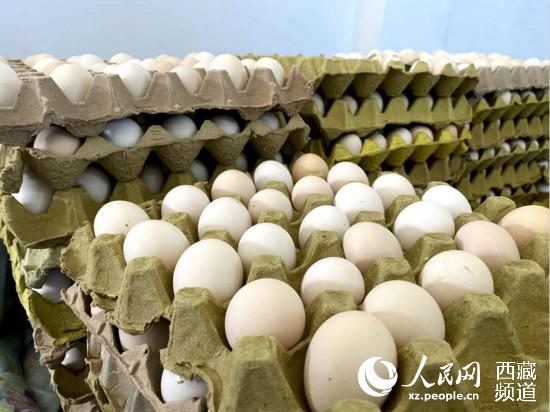 珠峰一见则喜谢雄藏鸡养殖基地生产的藏鸡蛋。聂蓉蓉 摄