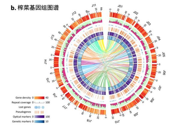 浙江大学教授绘制全球首张榨菜基因组图谱，解读“家乡味”