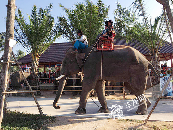 重庆导游被泰国大象踩踏致死网传“游客只想要赔偿、没素质” 