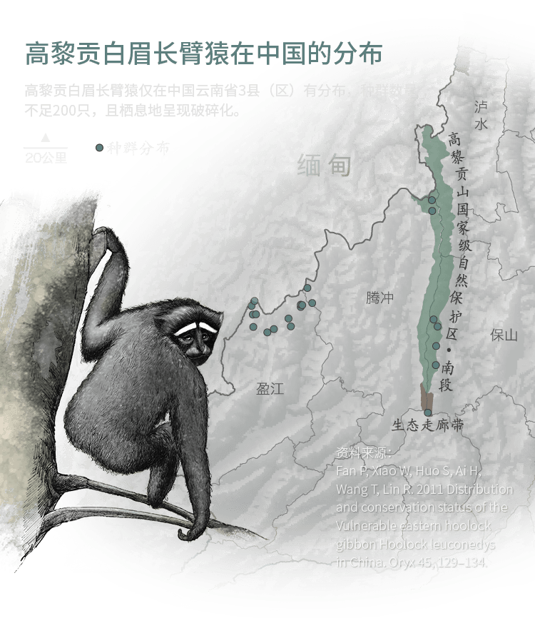 白眉长臂猿