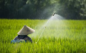 报告：全球变暖或致虫害增加主粮减产，严重影响中国水稻产区