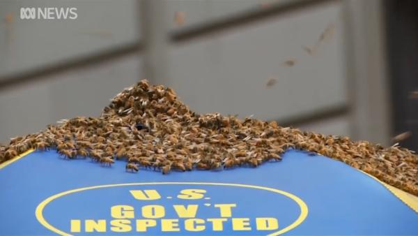 4万蜜蜂集聚纽约时代广场，只因天太热
