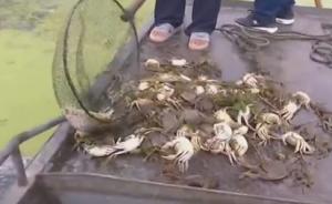 “黑水”过境洪泽湖，万亩鱼蟹死绝，苏皖两地环保厅联合调查