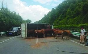 载牛货车爆胎侧翻，两牛受伤还有9头脱困黄牛高速上“散步”