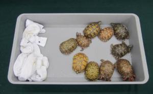 香港查获市值1900万港币走私濒危物种，含85只活蛙