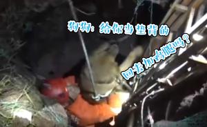 主人尋狗掉深坑，坑底“巧遇”失蹤愛狗