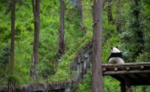 人民日报聚焦大熊猫野化放归：增加的国宝熊猫，往何处去？