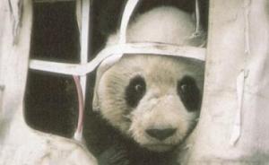 追踪大熊猫：探秘八十年代“熊猫项目”