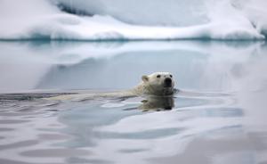 中国科学家：北冰洋成为海洋酸化重灾区，比太平洋快4倍以上