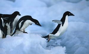 专家：全球变暖和磷虾捕捞使南极企鹅面临灭绝威胁