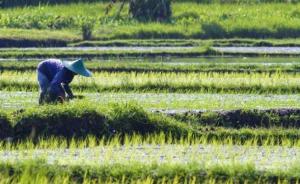 研究：水稻种植对全球变暖的影响可能被低估