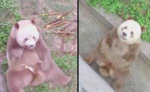 “没墨的”棕色大熊猫：宝中之宝！