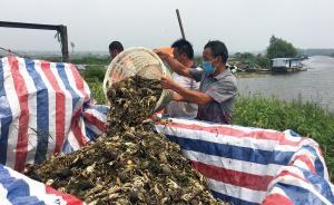 直播录像丨黑水来袭，洪泽湖2万多亩鱼虾螃蟹死绝，渔民哭晕