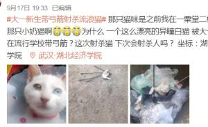 武汉大一新生带弓箭射杀流浪猫，校方：事发校外，警方已介入