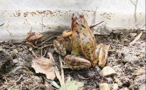 黑龙江伊春：林蛙下山越冬，遭遇半路拦截“灭绝式”捕猎