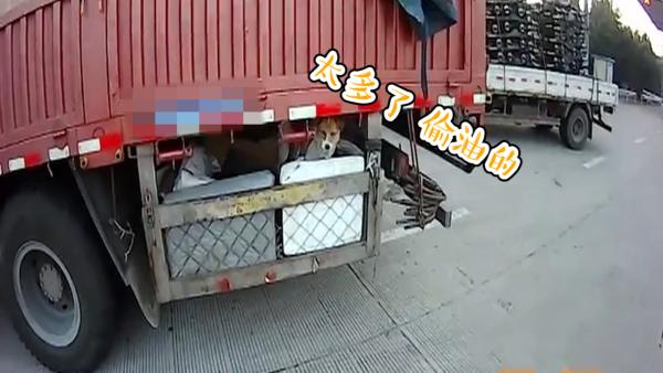 防偷油贼，司机在货车底部装笼养狗