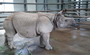 尼泊尔向中国赠送亚洲独角犀牛，已落户广州、上海野生动物园