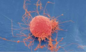 大量干细胞疗法实为骗局？《自然》：打破间充质干细胞神话