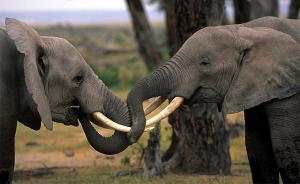 WWF报告：中国象牙禁贸后成效显著，但境外购买出现增长
