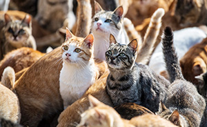 早安·世界｜猫多为患！日本著名猫岛对所有猫咪实施绝育