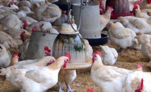 贵州惠水县发生一起家禽H5N6亚型高致病性禽流感疫情