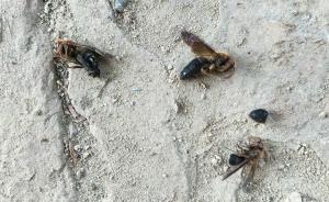 四川上月4人被马蜂蜇伤致死，救援大队最多一天摘60个蜂窝