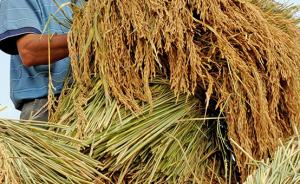 我国超级稻推广应用面积达13.5亿亩，占水稻种植三成