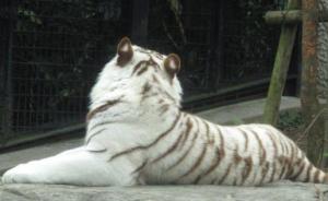 日本一动物园饲养员被白虎袭击致死，家属希望园方继续饲养