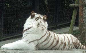 日本饲养员被白虎袭击致死，家属：请园方继续饲养这只白虎