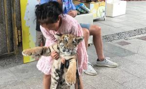 泉州9岁女孩公园遛老虎，其父：老虎还小，没有攻击性