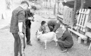 村民家中31头羊被隔壁养殖场捡走，骟匠用土办法辨出11只