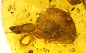 恐龙时代蜗牛加入“琥珀动物园”，科学家此前发现过鸟蛇青蛙